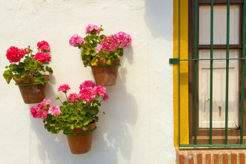 обоя цветы, герань, стена, розовая, горшки