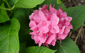 Картинка цветы гортензия куст соцветие розовая