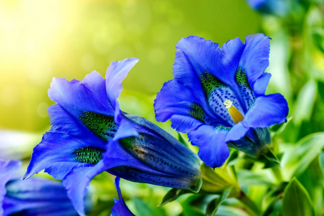 Обои картинки фото цветы, горечавки, синяя, горечавка, макро