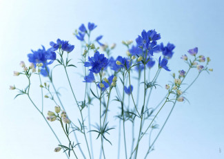 обоя цветы, васильки, синие, полевые