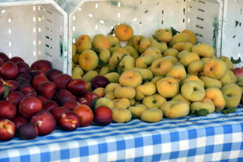 Картинка еда персики +сливы +абрикосы сливы