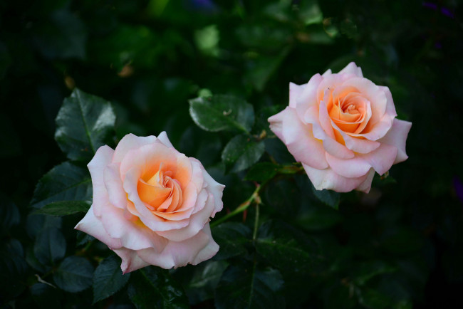 Обои картинки фото цветы, розы, куст, дуэт