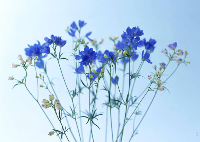 Обои картинки фото цветы, васильки, синие, полевые