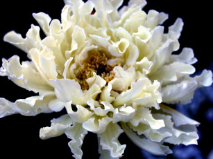 Картинка цветы скабиоза