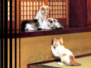 Картинка маркус шрек животные коты