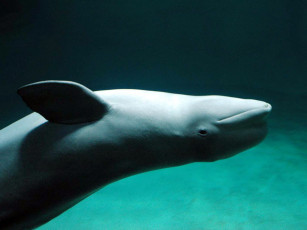 Картинка животные дельфины