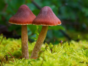обоя природа, грибы, зелёный