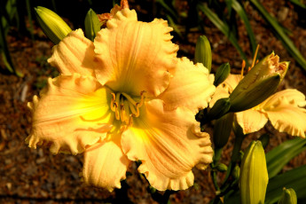 Картинка цветы лилии лилейники желтый большой