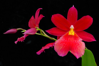 Картинка цветы орхидеи красный яркий