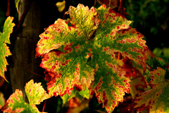 Картинка природа листья осенний резной виноград
