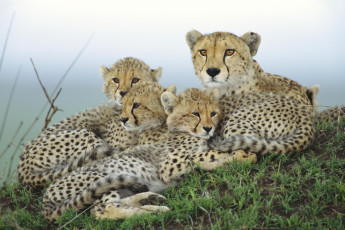 Картинка животные гепарды семейка