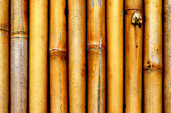 Картинка разное текстуры бамбук