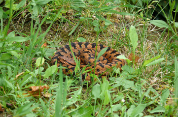 Картинка животные змеи питоны кобры трава лето отдых