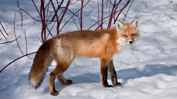 обоя животные, лисы, кусты, снег