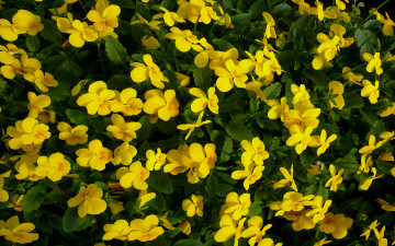 Картинка цветы анютины глазки садовые фиалки зелёный жёлтый