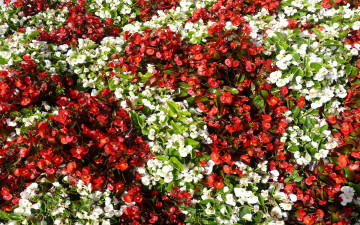 Картинка цветы бегония белые лепестки красные