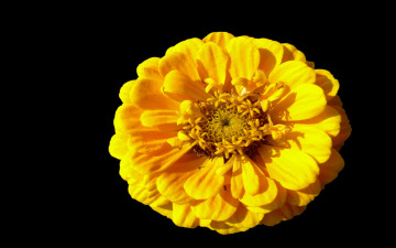 Картинка цветы цинния тёмный жёлтый