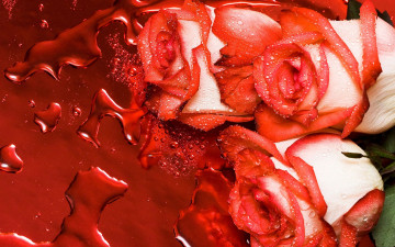Картинка цветы розы бутоны вода