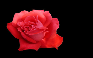 Картинка цветы розы тёмный красный