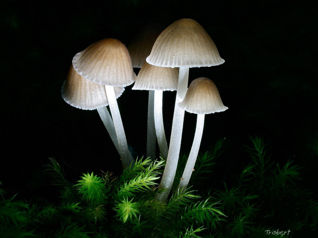 Обои картинки фото природа, грибы, тёмный, лес, растения