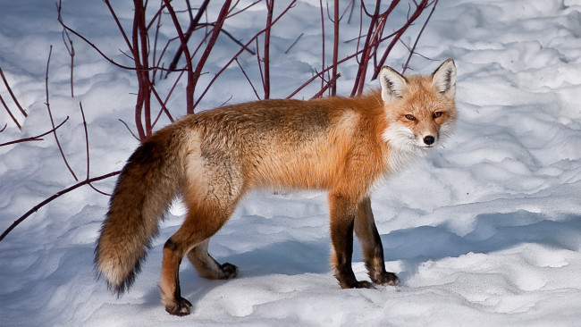 Обои картинки фото животные, лисы, кусты, снег