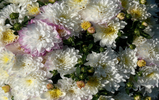 Обои картинки фото цветы, хризантемы, лепестки, белые