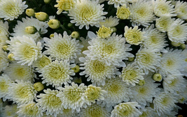Обои картинки фото цветы, хризантемы, много, белые, лепестки