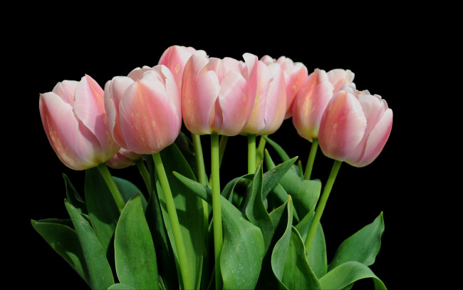 Обои картинки фото цветы, тюльпаны, тёмный, лепестки