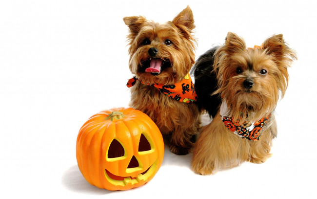 Обои картинки фото животные, собаки, тыква, хэллоуин