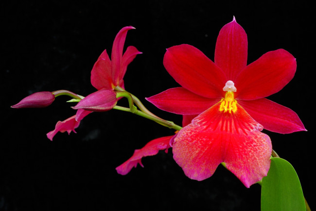 Обои картинки фото цветы, орхидеи, красный, яркий