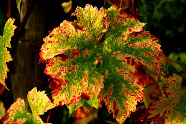 Обои картинки фото природа, листья, осенний, резной, виноград