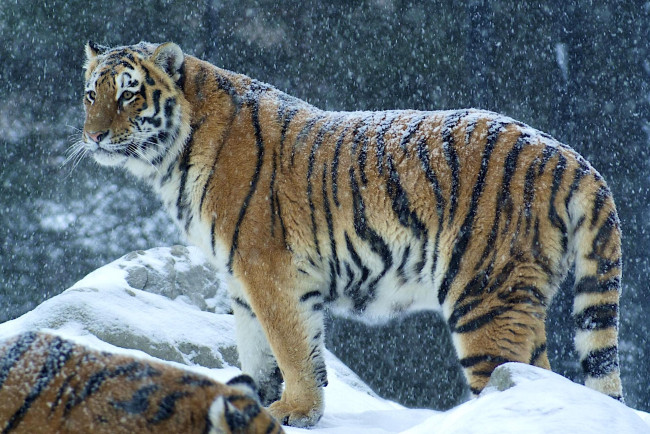 Обои картинки фото животные, тигры, хищник, снег, полосатый