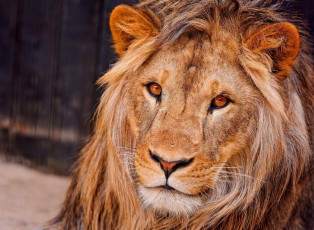 Картинка животные львы портрет царь грива