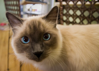 Картинка животные коты сиамская взгляд кошка