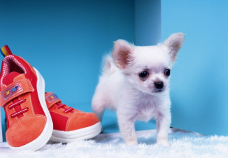 Картинка животные собаки обувь малыш чихуахуа