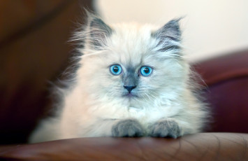 Картинка животные коты пушистый белый