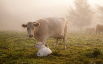 Картинка животные коровы буйволы туман луг