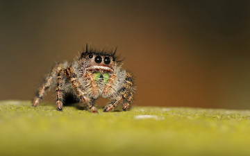 Картинка животные пауки глаза паук