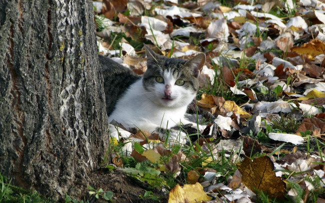 Обои картинки фото животные, коты, осень, природа, кошка