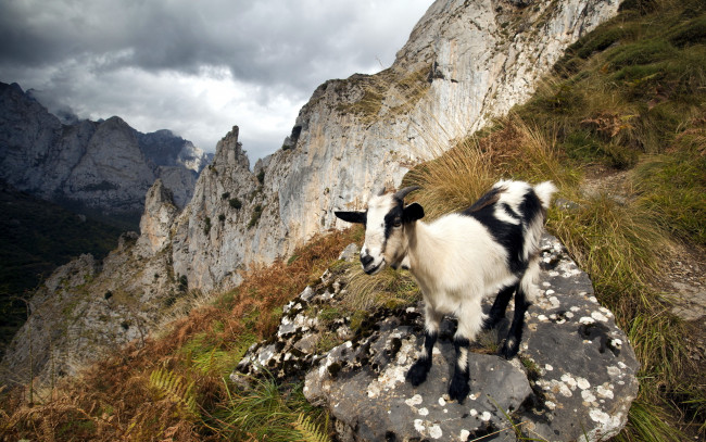 Обои картинки фото животные, козы, козёл, горы, природа