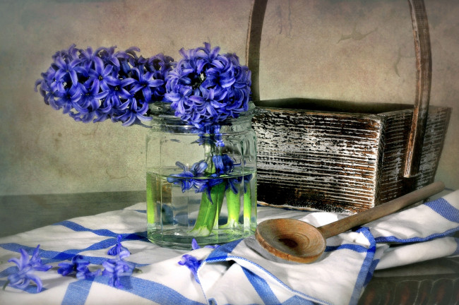 Обои картинки фото цветы, гиацинты, синий, корзина
