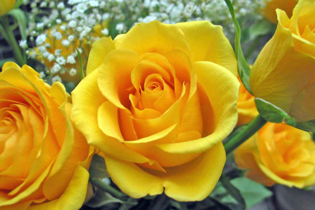 Обои картинки фото цветы, розы, желтые, рзы