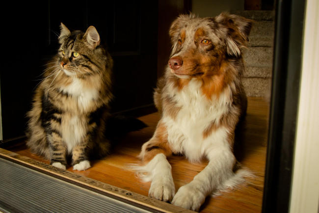 Обои картинки фото животные, разные, вместе, австралийская, овчарка, собака, кошка, кот