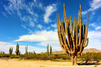 Картинка природа пустыни трава кактусы горы пустыня
