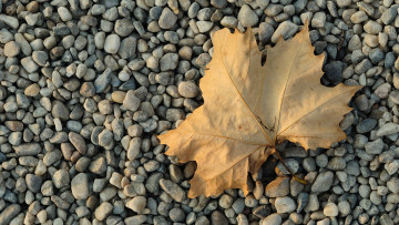 Картинка природа листья галька лист