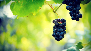 Картинка природа Ягоды виноград ягоды