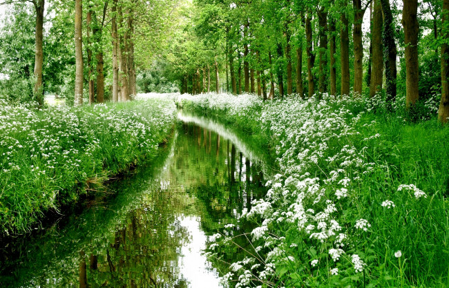 Обои картинки фото природа, реки, озера, ручей, лес, цветы, трава