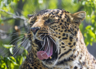 Картинка животные леопарды усы зевает язык клыки пасть морда