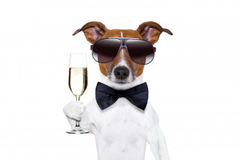 обоя юмор и приколы, новый, год, dog, champagne, new, year, happy, шампанское, собака, очки, бокал