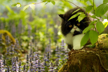 Картинка животные коты трава цветы ветки пень мох кот взгляд